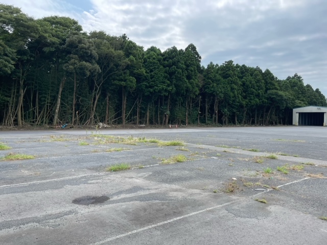 伐採・枝払い完了