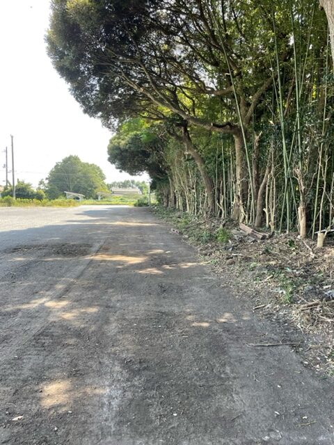 伐採・枝払い完了